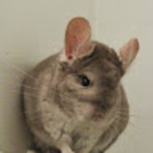 Meet your Posher, Liz